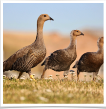 Upland Goose - Family Upland Goose - Family